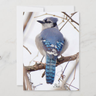 Placa plana Blue Jay