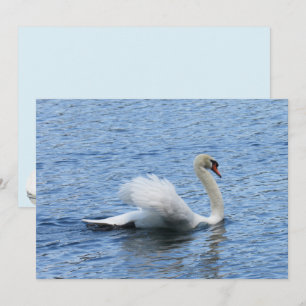 Placa plana de fotos em swan Graceful