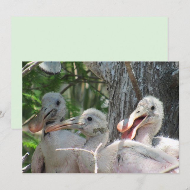 Placa plana de Pintinhos de Spoonbill Roseada (Frente/Verso)