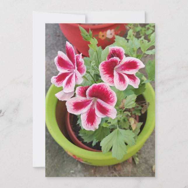 Placa plana Flor Fareham Pelargonium (Frente)