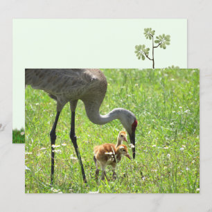 Placa plana Sandhill Crane e Colt (pintinho)