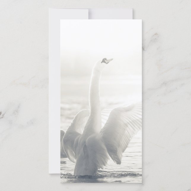 Placa Swan Branca (Frente)