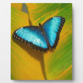 Placas Com Fotos Bela Borboleta Iridescente