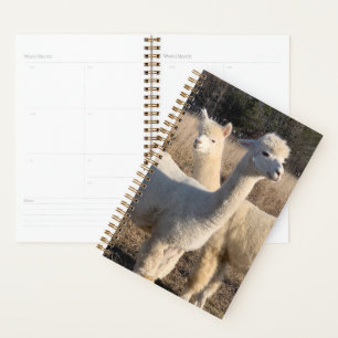Planejador Anual - Alpacas