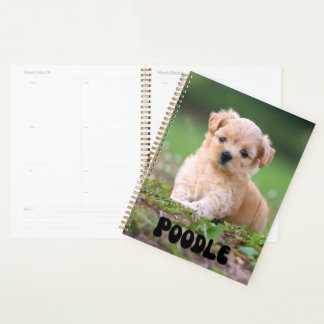 Planejador de Calendário de Puppy do Poodle de Cor