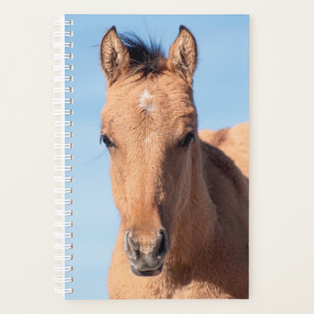 Planejador de Cavalo Selvagem (Frente)