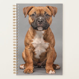 Planejador de Filhote de Staffordshire Bull Terrie