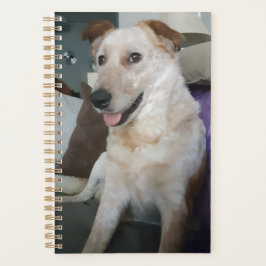 Planejador Red Heeler / Australian Cattle Dog