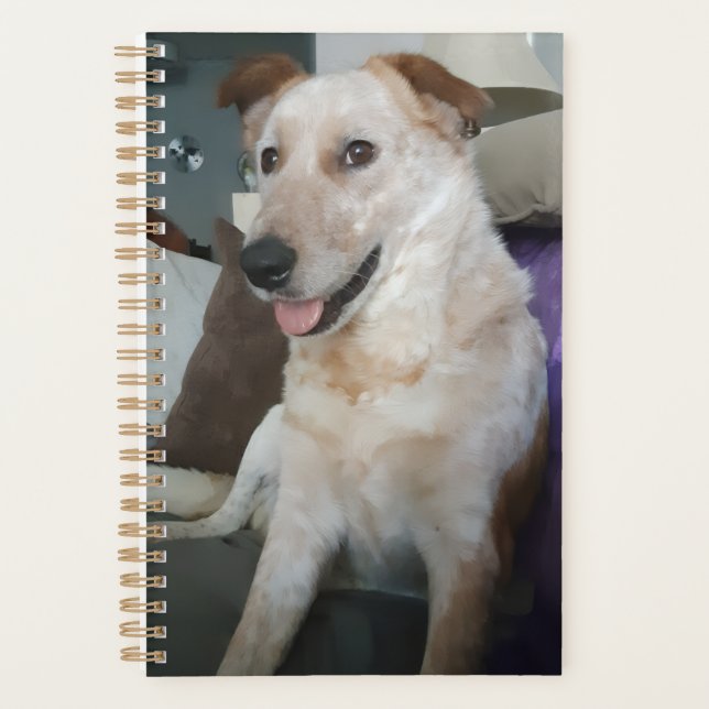 Planejador Red Heeler / Australian Cattle Dog (Frente)