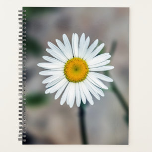 Planejador Semanal/Mensal de Daisy do solteiro