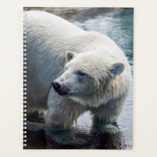 Planejador Semanal/Mensal do Urso Polar