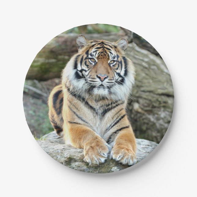 Plano de papel. Tigre fotográfico 04. prato de pap (Frente)