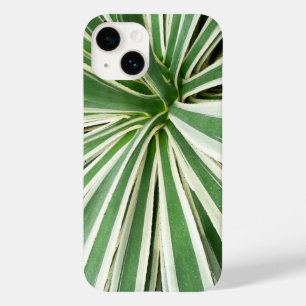 Planta Agave Verde e Branca em Fita