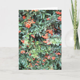Planta de Pyracantha no cartão