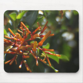 Planta Laranja Única em um Mousepad