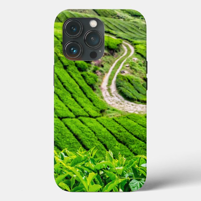 Plantação de Chá de Cameron Highlands (Verso)