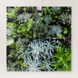 Plantas De Quebra-cabeça Cactus De Sucultura Difíc