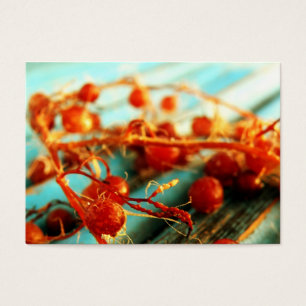 plantas marinhas