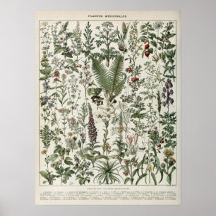 Plantas Medicinais Ilustração Vintage Impressão