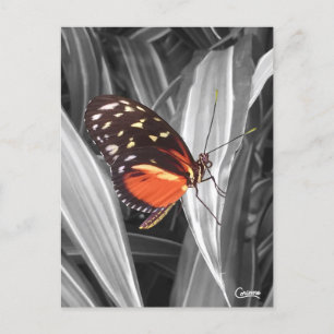 Pleasantville Butterfly - Cartão postal