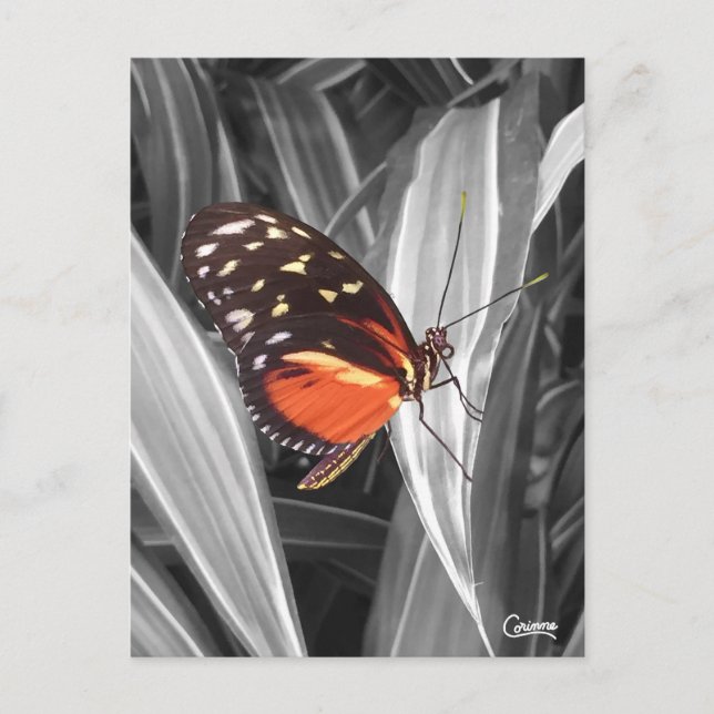 Pleasantville Butterfly - Cartão postal (Frente)