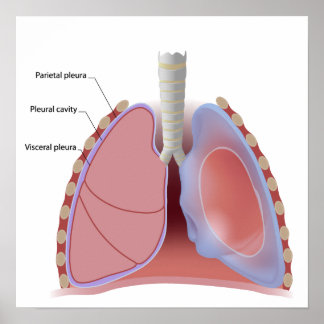 pleura pulmonar e Poster da cavidade pleural