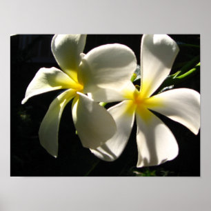 Plumaria Hawaiian Tropical Flowers Poster Impress