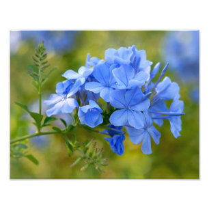 Plumbago - o verão azul floresce a fotografia