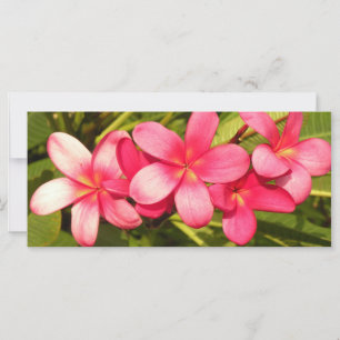 Plumeria