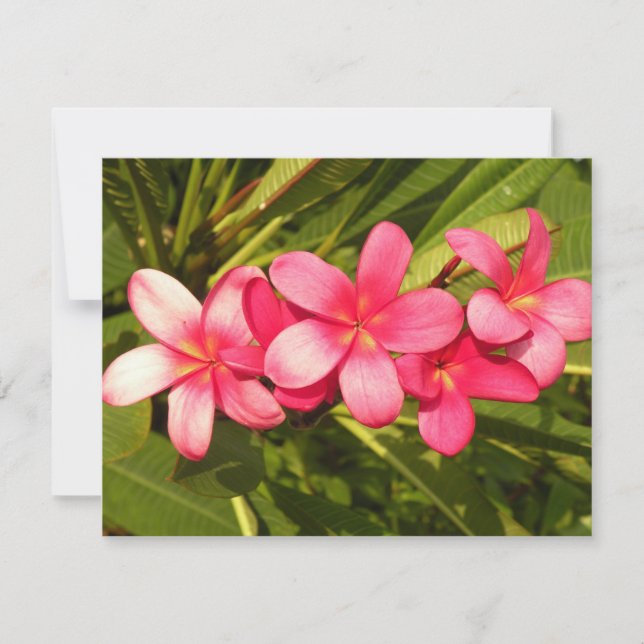 Plumeria (Frente)