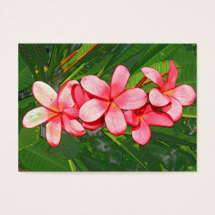 Plumeria