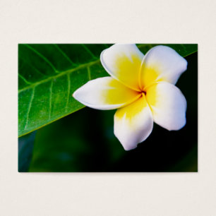 Plumeria