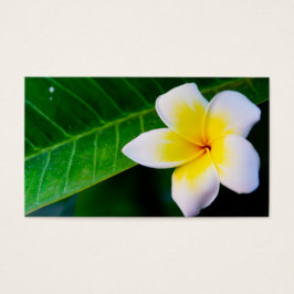 plumeria