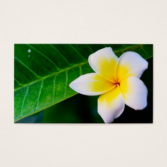 plumeria (Frente)