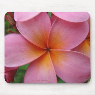 Plumeria cor-de-rosa Mousepad