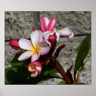 Plumeria Flowers Impressão