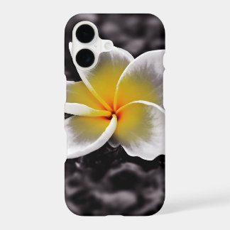 Plumeria Frangipani Havaí Flor