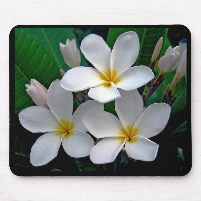 Plumeria Mousepad do luar (Frente)