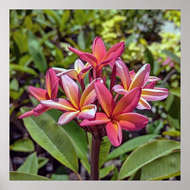 Plumeria Rubra Flower Poster (Frente)