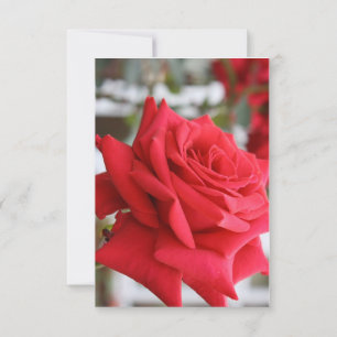 Poema de Cartão de Aniversário da rosa vermelha Es