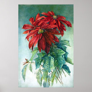 Pointsettias Watercolor Impressão