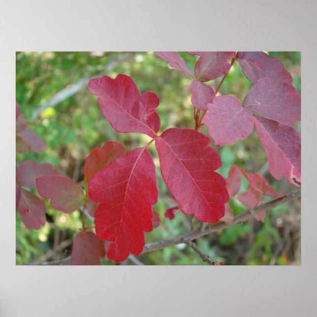 Poison Oak Poster (Frente)