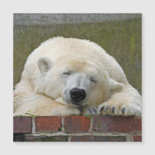 PolarBear 001