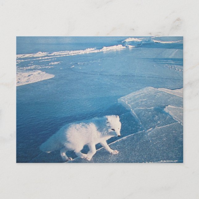 Polarfuchs cartão postal (Frente)