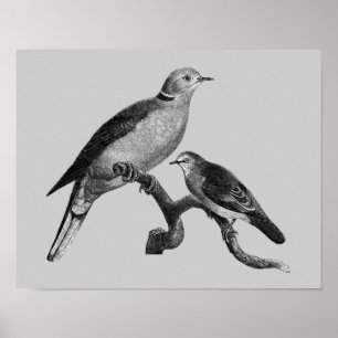 Pombas da arte do vintage no poster do animal do