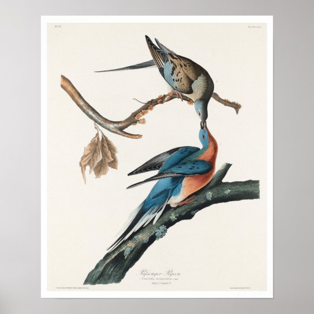 Pombo de Passageiro por Poster de Audubon (Frente)