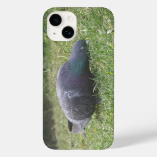 Pombo Dormindo