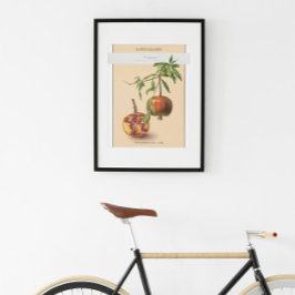 Pomegranato, Poster de Ilustração Botânica Vintage