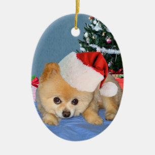 Pomeranian no ornamento do chapéu do papai noel