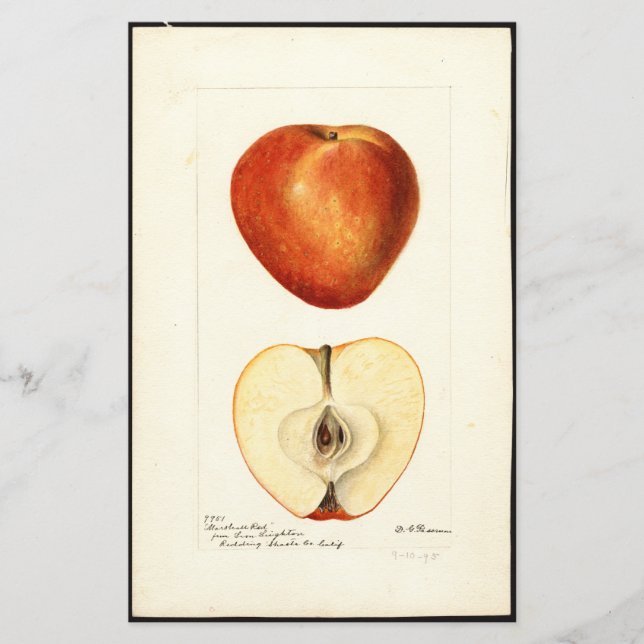 Pomological Watercolor Marshall Red Scrapbook Page (Frente)